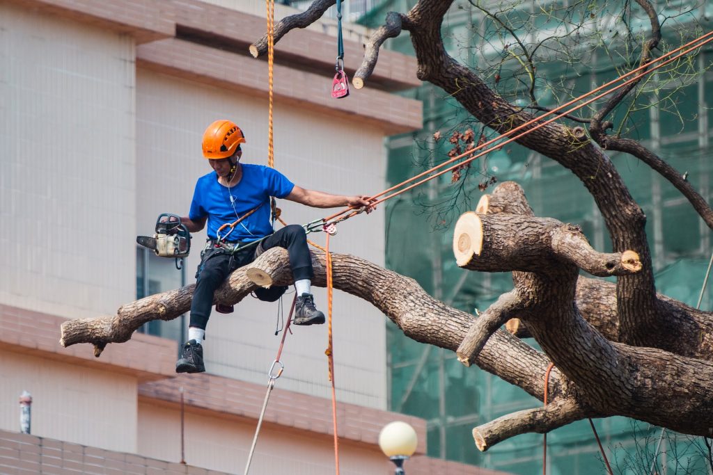 Tree Trimming Atascocita