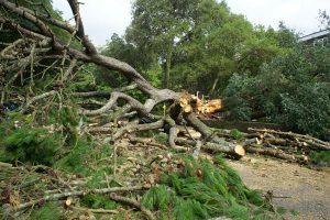 tree brush removal