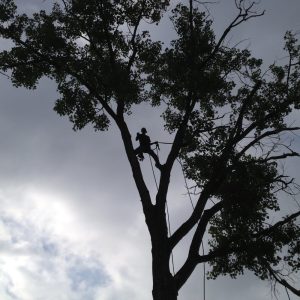 tree trimming service