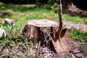 How to Remove Tree Roots From Lawn