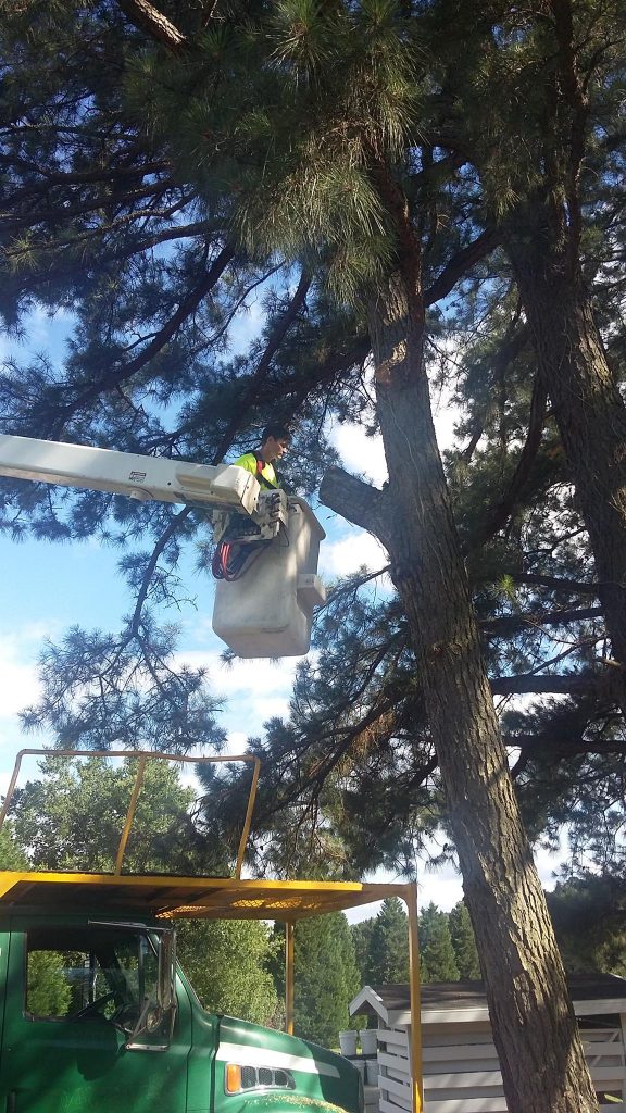 How to remove seed pods from palm trees? Crosby Arborist