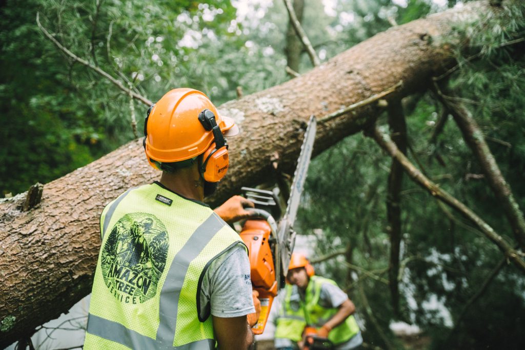 licensed tree removal service
