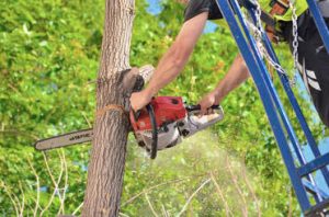 Affordable tree service