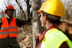 Affordable tree service Houston