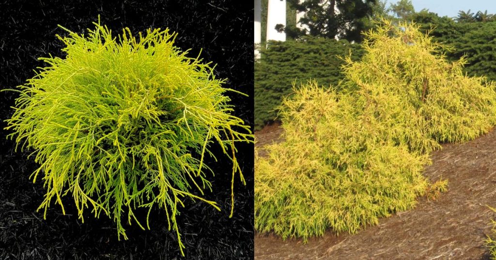 Gold Mop Cypress