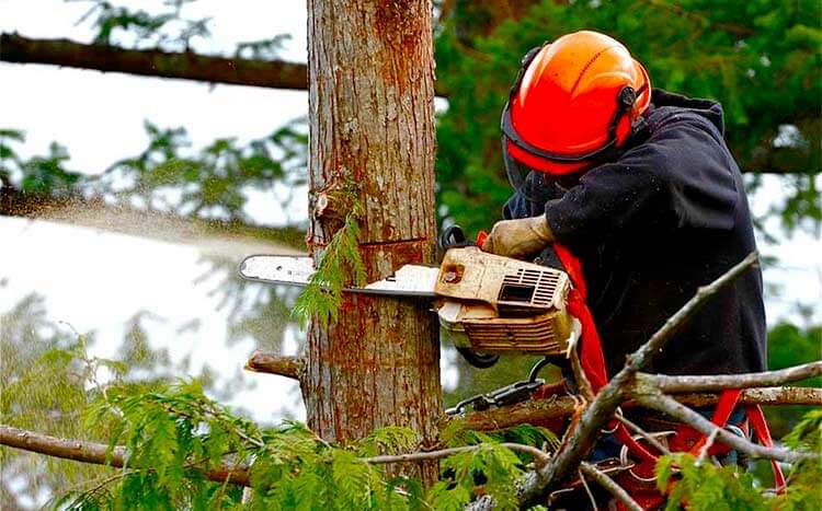 Tree Services Contribute