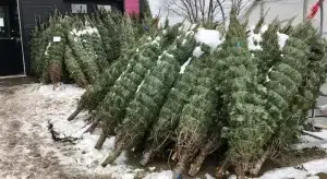 Christmas Tree Removal in Crosby