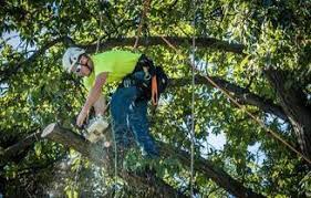 Fall tree trimming in Houston