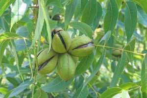 When to plant pecan trees in Texas?