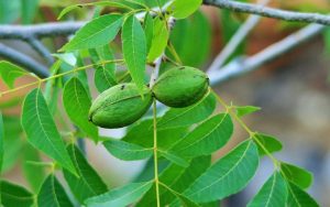 Types of Pecan Trees in Texas