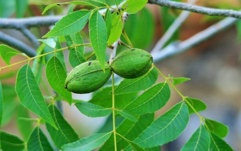 Types of Pecan Trees in Texas - Crosby Arborist