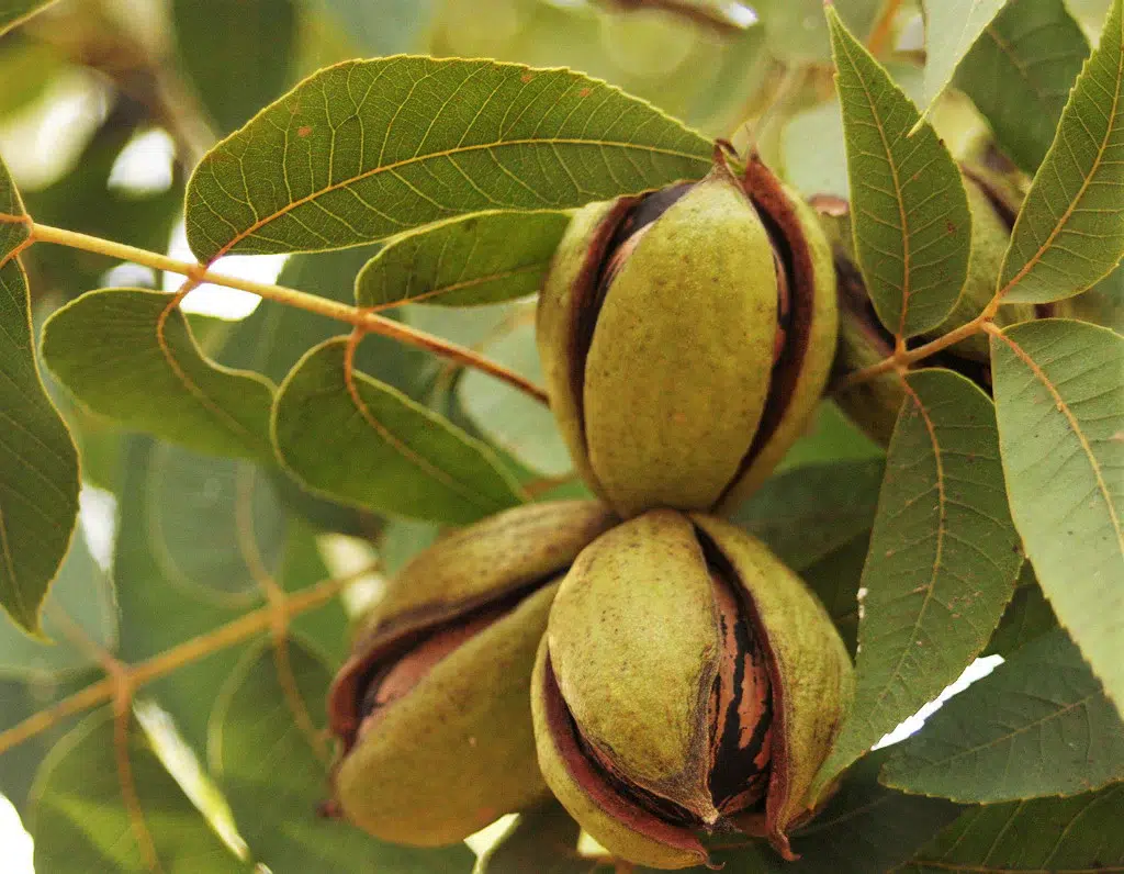 When to plant pecan trees in Texas?