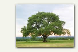 Texas pecan tree facts