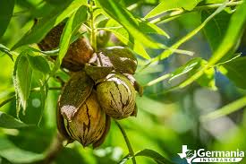 Texas pecan tree facts