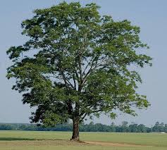 Texas pecan tree facts