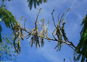 My mimosa tree dying