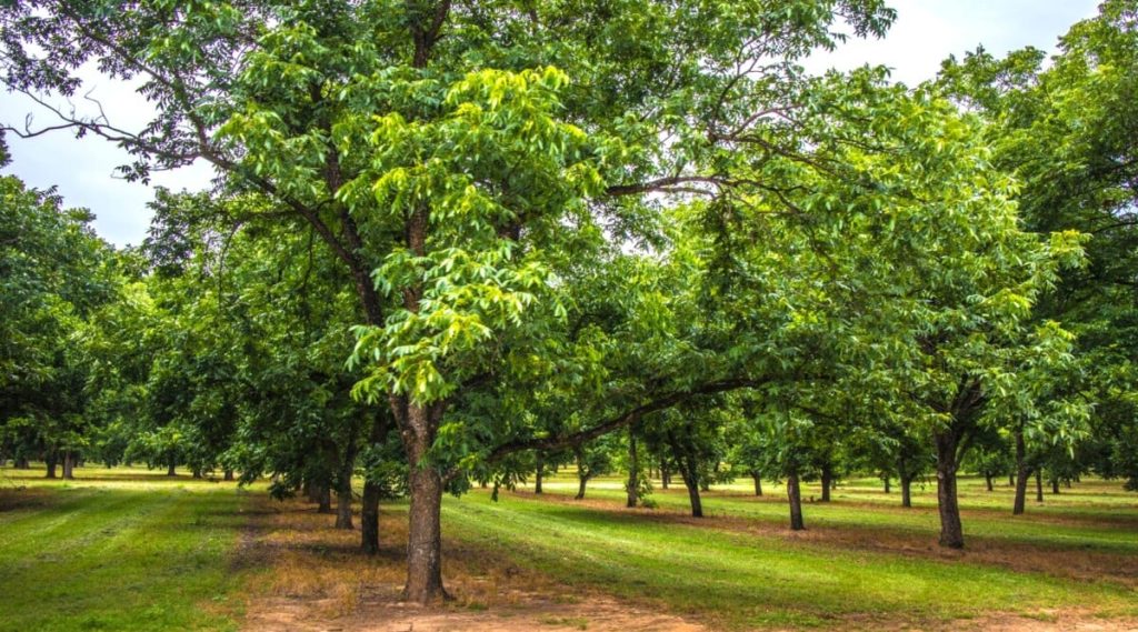 Types of Pecan Trees in Texas - Crosby Arborist