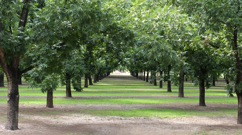 Types of Pecan Trees in Texas