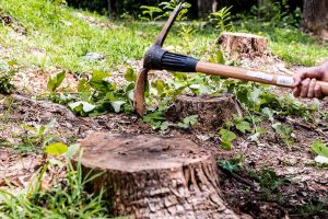 Remove a Tree Stump by hand