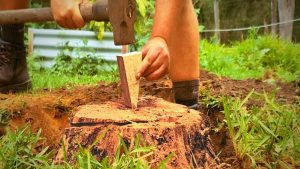 tree stump without a stump grinder