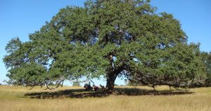 Houston Tree Preservation