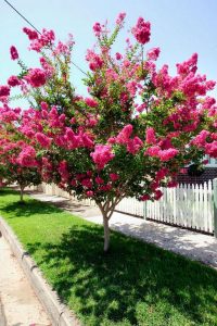 Flowering Tree Identification in Texas