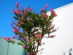 Flowering Tree Identification in Texas