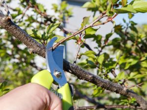 How to Trim an Apricot Tree