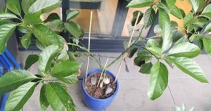 Trim an Avocado Tree