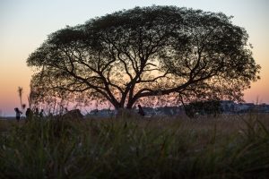 Summer Tree Maintenance in Houston