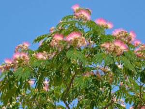 Is mimosa tree good for firewood