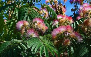 Is mimosa tree good for firewood