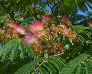 Mimosa Trees Grow in Texas