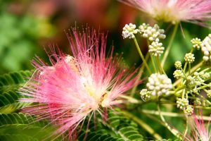 Mimosa Trees Grow in Texas