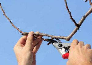 How to Trim an Apricot Tree