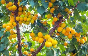 How to Trim an Apricot Tree