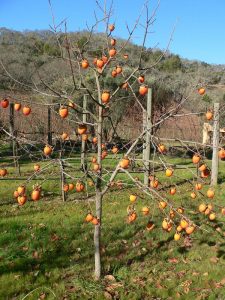 Trim a Persimmon Tree