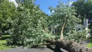 Safely Remove a Tree