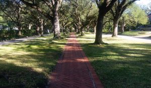 Trees in Urban Areas Houston