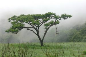 Summer Tree Maintenance in Houston