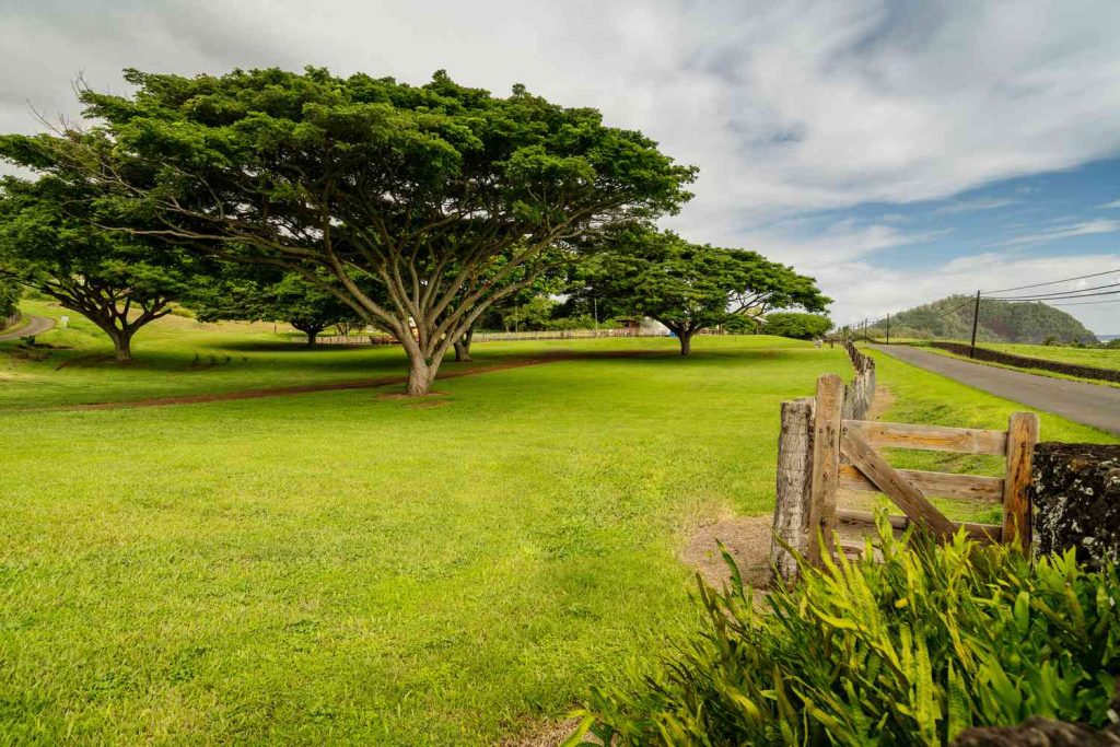 Summer Tree Maintenance in Houston