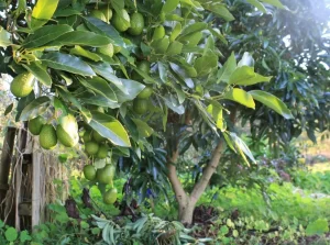 trim an avocado tree