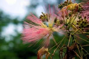 Mimosa Trees Grow in Texas