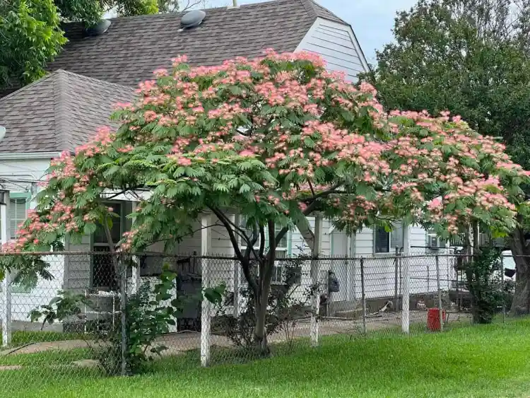 Houston Tree Preservation