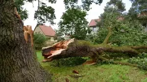 Who is responsible for fallen tree removal