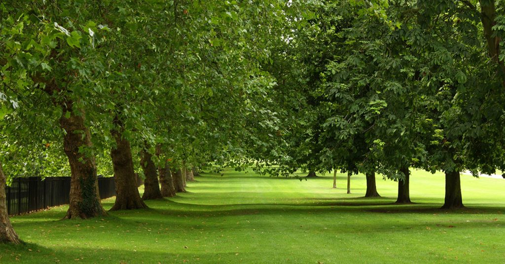 Houston Tree Preservation