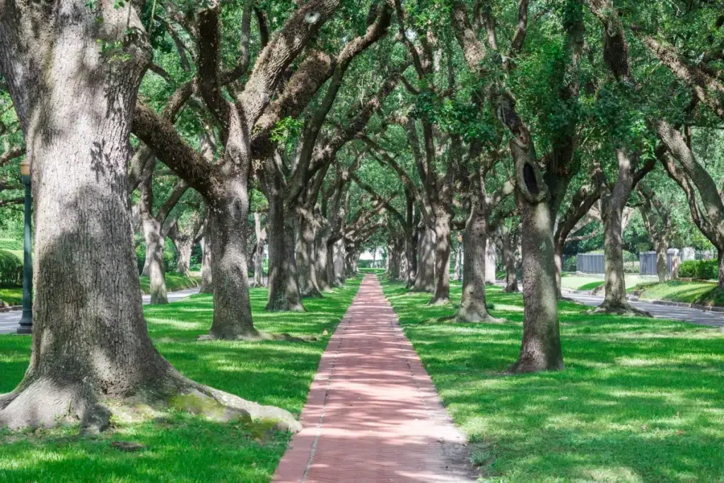 Trees in Urban Areas Houston