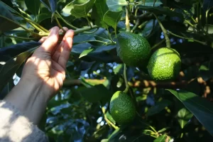 trim an avocado tree