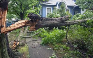 Who is responsible for fallen tree removal