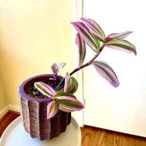 Wandering Jew Plant